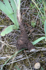 Pseudopodospermum molle