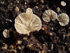 Clitopilus hobsonii