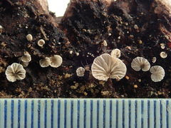 Clitopilus hobsonii