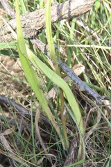 Pseudopodospermum strictum
