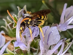 Nomada succincta