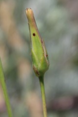 Pseudopodospermum strictum