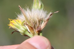 Pseudopodospermum strictum