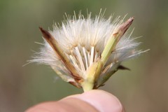 Pseudopodospermum strictum