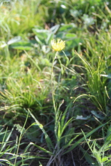 Pseudopodospermum strictum