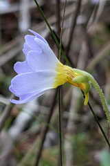 Pinguicula primuliflora