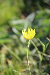 Pseudopodospermum strictum