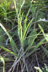 Pseudopodospermum strictum