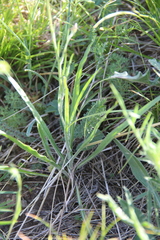 Pseudopodospermum strictum