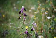 Ophrys ferrum-equinum