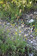 Pseudopodospermum strictum