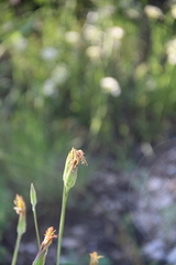 Pseudopodospermum strictum