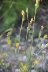 Pseudopodospermum strictum