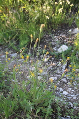 Pseudopodospermum strictum