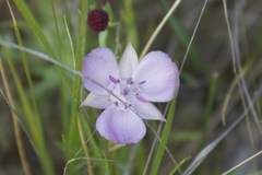 Calochortus umbellatus