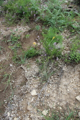 Pseudopodospermum strictum