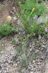 Pseudopodospermum strictum