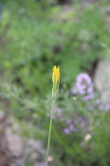 Pseudopodospermum strictum