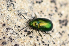 Gastrophysa cyanea