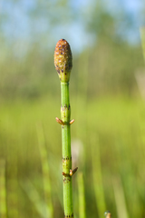 Equisetum fluviatile