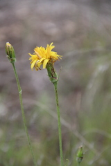 Pseudopodospermum strictum