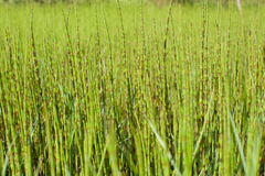 Equisetum fluviatile