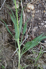 Pseudopodospermum strictum