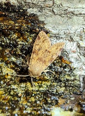 Orthosia rubescens