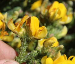 Aspalathus triquetra