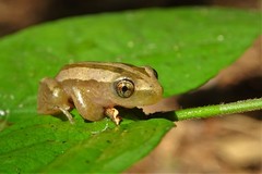 Afrixalus quadrivittatus