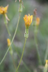 Pseudopodospermum strictum