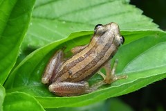 Afrixalus quadrivittatus