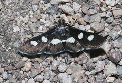 Desmia maculalis