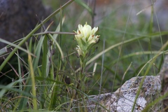 Castilleja affinis neglecta