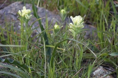 Castilleja affinis neglecta