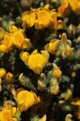 Aspalathus triquetra