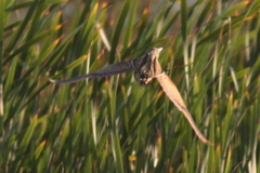 Ixobrychus involucris