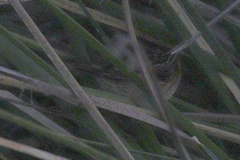 Phleocryptes melanops