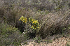 Aspalathus triquetra