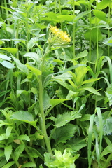 Tephroseris cladobotrys cladobotrys