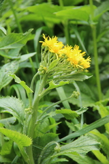 Tephroseris cladobotrys cladobotrys