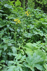 Tephroseris cladobotrys cladobotrys