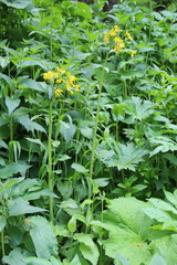 Tephroseris cladobotrys cladobotrys