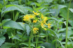 Tephroseris cladobotrys cladobotrys