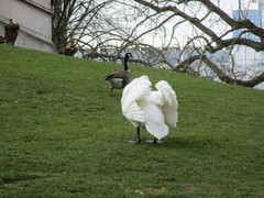 Cygnus olor