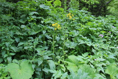 Tephroseris cladobotrys cladobotrys