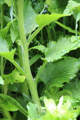 Tephroseris cladobotrys cladobotrys