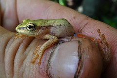 Hyperolius kivuensis