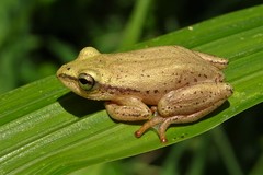 Hyperolius kivuensis