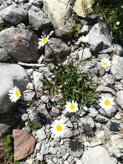 Leucanthemum halleri